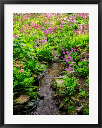 Framed Boggy Quarry Garden With Giant Candelabra Primroses, Primula X Bulleesiana Hybrid Print