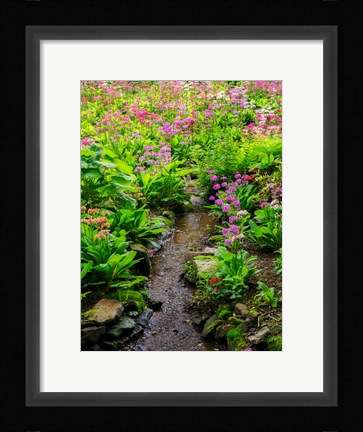 Framed Boggy Quarry Garden With Giant Candelabra Primroses, Primula X Bulleesiana Hybrid Print