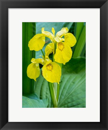 Framed Yellow Iris In A Boggy Environment Print