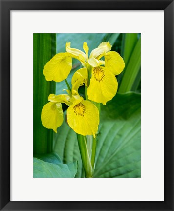 Framed Yellow Iris In A Boggy Environment Print
