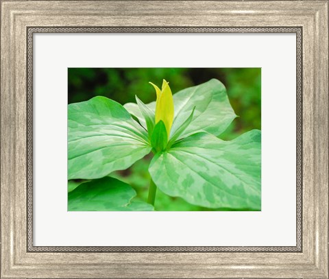 Framed Delaware, A Yellow Trillium, Trillium Erectum, T, Luteum, Growing In A Wildflower Garden Print