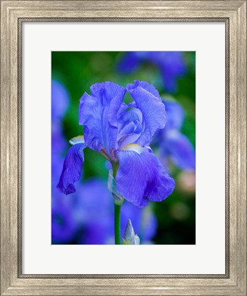 Framed Delaware, Close-Up Of A Blue Bearded Iris Print