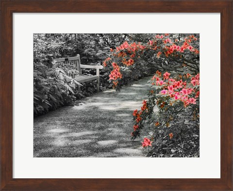 Framed Delaware, Walkway In A Garden With Azaleas And A Park Bench Print