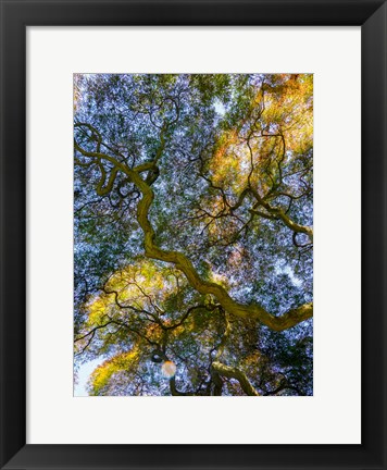 Framed Delaware, Looking Up At The Sky Through A Japanese Maple Print