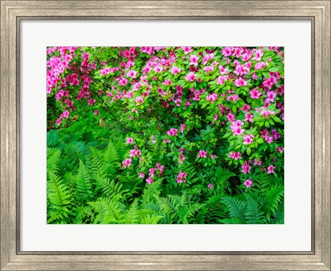 Framed Delaware, Azalea Shrub With Ferns Below In A Garden Print