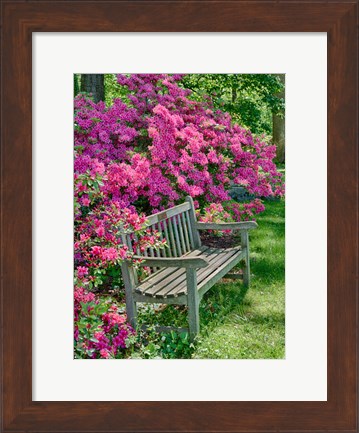 Framed Delaware, A Dedication Bench Surrounded By Azaleas In A Garden Print