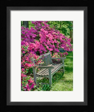 Framed Delaware, A Dedication Bench Surrounded By Azaleas In A Garden Print
