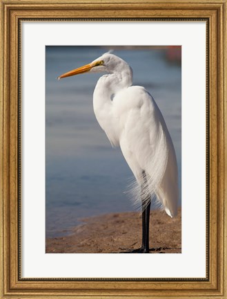 Framed Great Egret (Ardea Alba) On Tigertail Beach Lagoon, Marco Island, Florida Print