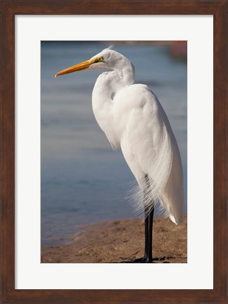 Framed Great Egret (Ardea Alba) On Tigertail Beach Lagoon, Marco Island, Florida Print