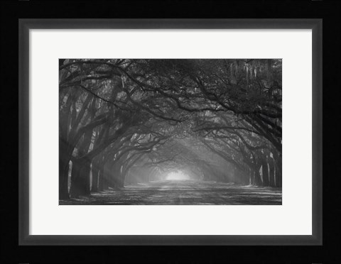 Framed Georgia, Savannah, Wormsloe Plantation Drive In The Early Morning With Rays Of The Sun Print