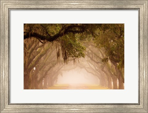 Framed Georgia, Savannah, Wormsloe Plantation Drive In The Early Morning Fog Print