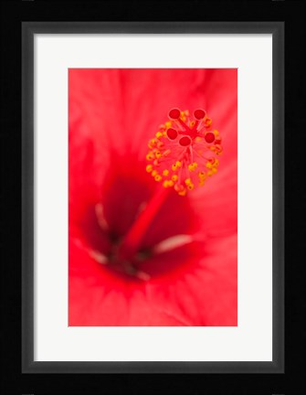 Framed Hawaii, Kauai, Detail Of Hibiscus Flower Print