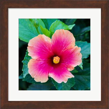 Framed Tropical Hibiscus Flower, Maui, Hawaii Print