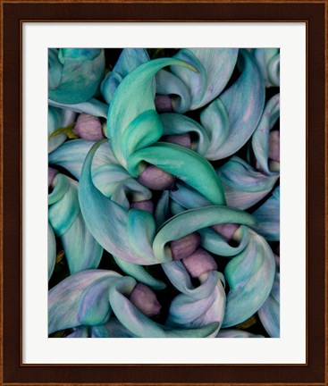 Framed Grouping Flowers Of The Jade Vine, Maui, Hawaii Print