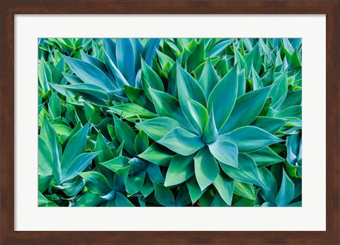 Framed Agave Kula Botanical Gardens, Upcountry, Maui, Hawaii Print