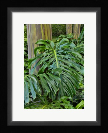 Framed Split Leaf Philodendron And Rainbow Eucalyptus Tree, Kula Botanical Gardens, Maui, Hawaii Print
