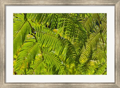 Framed Kula Botanical Gardens, Upcountry, Maui, Hawaii Print
