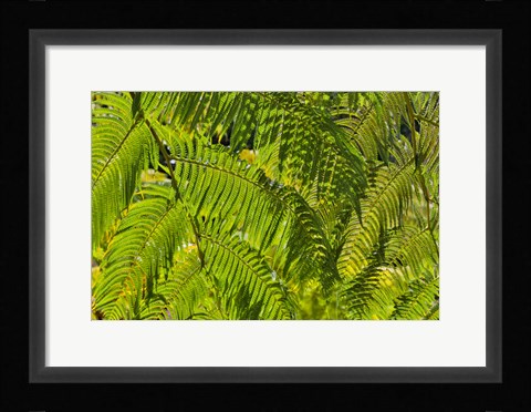 Framed Kula Botanical Gardens, Upcountry, Maui, Hawaii Print