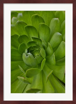 Framed Succulent Close-Up, Upcountry, Maui, Hawaii Print
