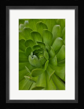 Framed Succulent Close-Up, Upcountry, Maui, Hawaii Print