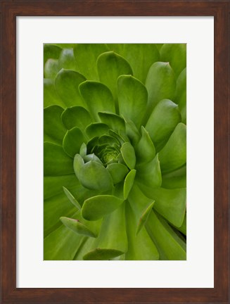 Framed Succulent Close-Up, Upcountry, Maui, Hawaii Print