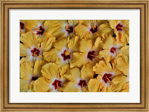 Framed Yellow Hibiscus Flower Grouping, Maui, Hawaii Print