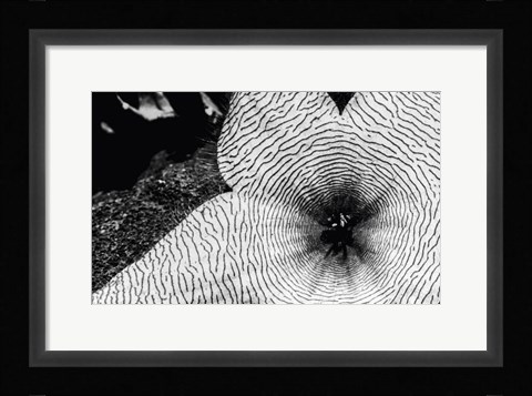 Framed Starfish Flowers, Hawaii Print