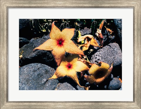 Framed Starfish Flowers, Hawaii Print