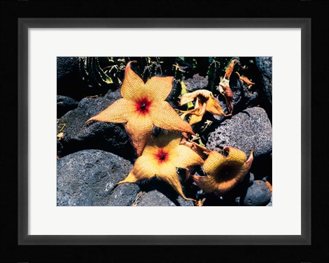 Framed Starfish Flowers, Hawaii Print