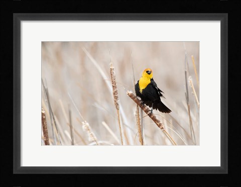 Framed Idaho, Market Lake Wildlife Management Area, Yellow-Headed Blackbird On Cattail Print