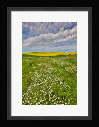 Framed Large Field Of Canola On The Washington State And Idaho Border Near Estes, Idaho Print