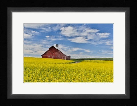 Framed Red Barn In Canola Field Near Genesee, Idaho, Print