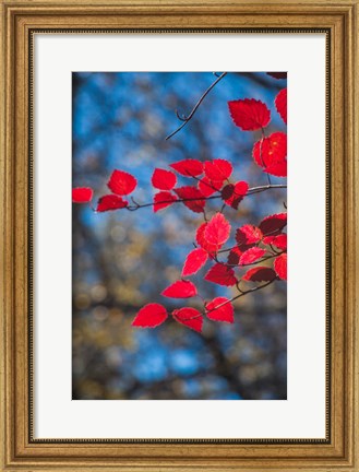 Framed Red Leaves On Tree Branch Against Blue Sky Print