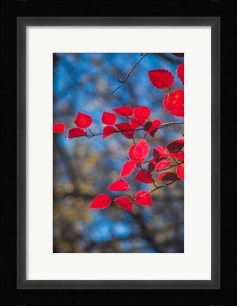 Framed Red Leaves On Tree Branch Against Blue Sky Print