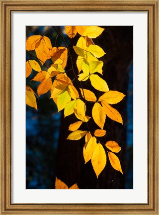 Framed Sunlight Filtering Through Colorful Fall Foliage Print