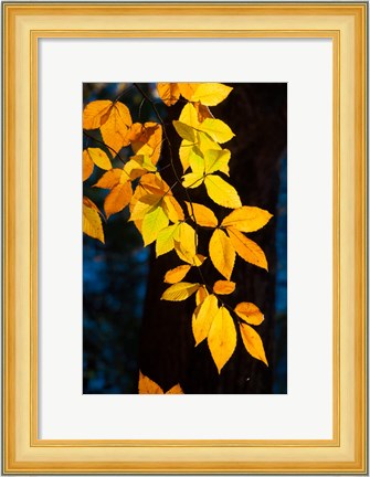 Framed Sunlight Filtering Through Colorful Fall Foliage Print