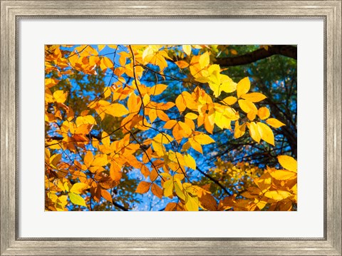 Framed Sunlight Filtering Through Colorful Fall Foliage 1 Print