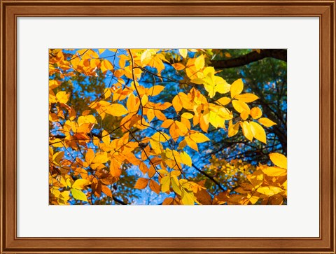 Framed Sunlight Filtering Through Colorful Fall Foliage 1 Print