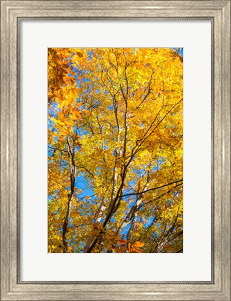 Framed Sunlight Filtering Through Colorful Fall Foliage 2 Print