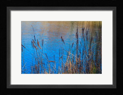 Framed Cattails At Edge Of Lake Print