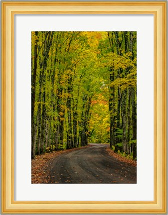 Framed Covered Road Near Houghton, Michigan Print