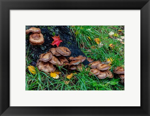 Framed Golden Honey Mushrooms On Oak Trunk, Michigan Print