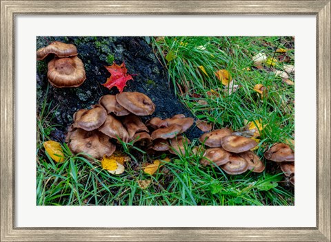 Framed Golden Honey Mushrooms On Oak Trunk, Michigan Print