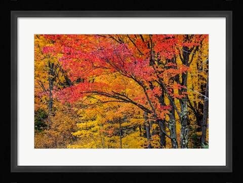 Framed Fall Color On The Keweenaw Peninsula, Michigan Print
