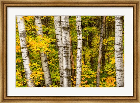 Framed Michigan, Upper Peninsula, Fall Colors Print