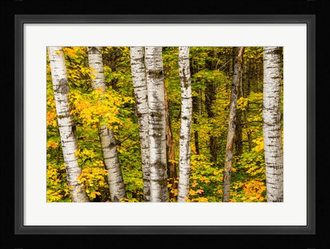 Framed Michigan, Upper Peninsula, Fall Colors Print