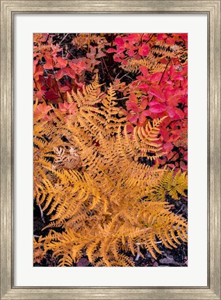 Framed Autumn Ferns And Ground Cover, Glacier National Park, Montana Print