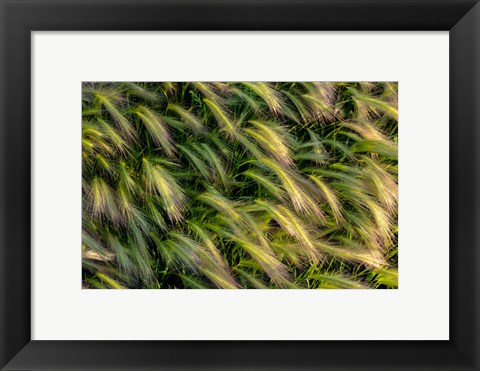 Framed Close-Up Of Foxtail Barley, Medicine Lake National Wildlife Refuge, Montana Print