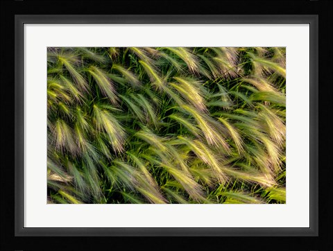 Framed Close-Up Of Foxtail Barley, Medicine Lake National Wildlife Refuge, Montana Print