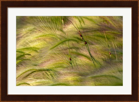 Framed Close-Up Of Foxtail Barley, Medicine Lake National Wildlife Refuge, Montana Print